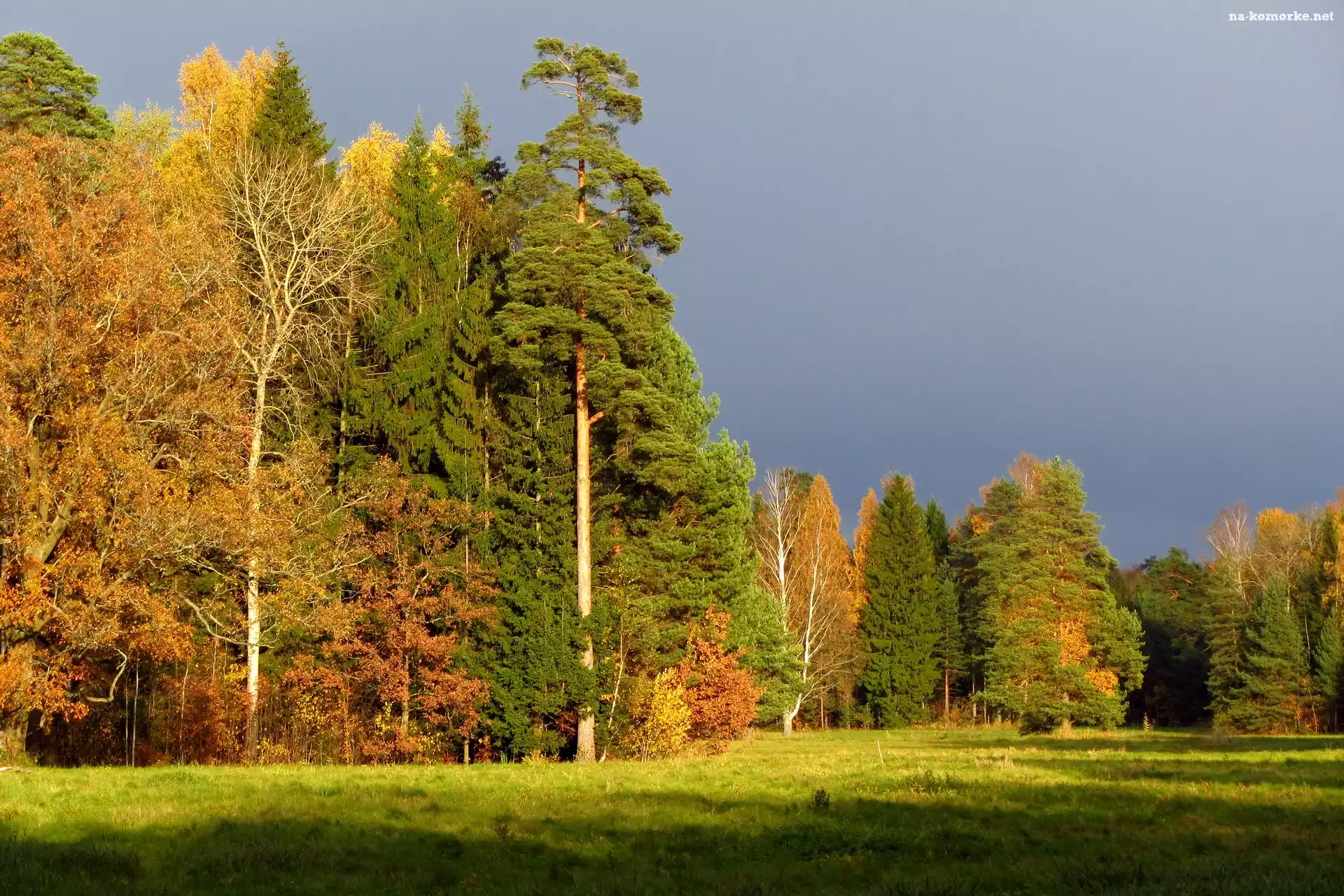 Łąka, Niebo, Pochmurne, Cień, Las, Światło