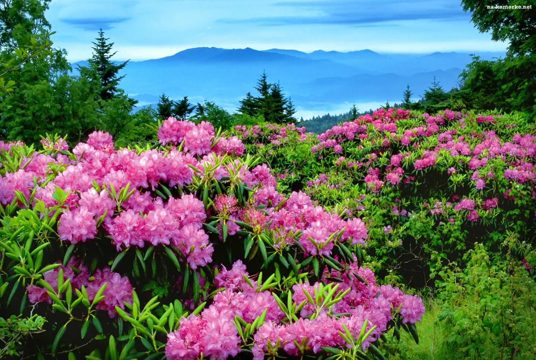Góry, Łąka, Rododendrony