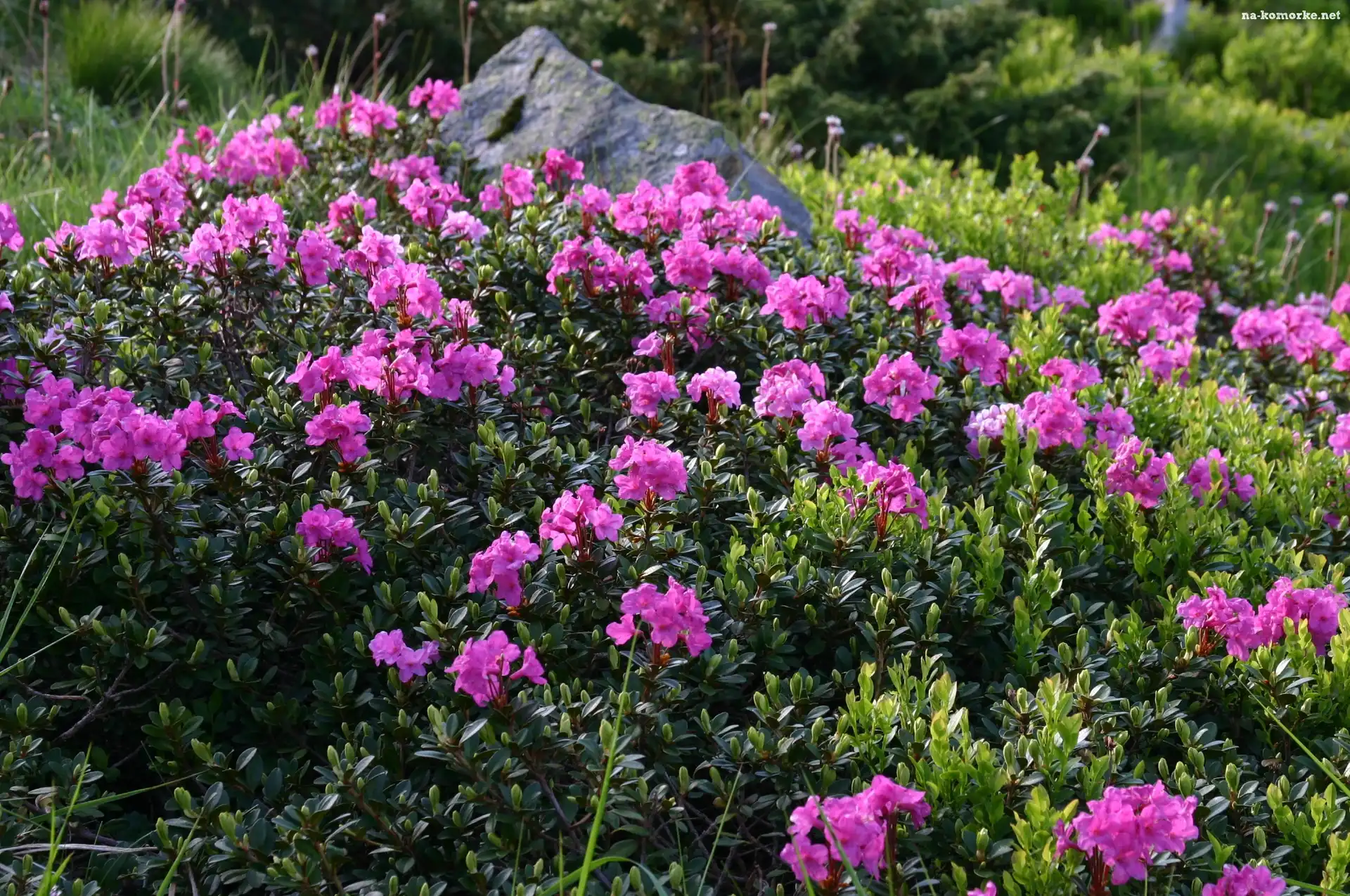 Łąka, Kamień, Rododendron