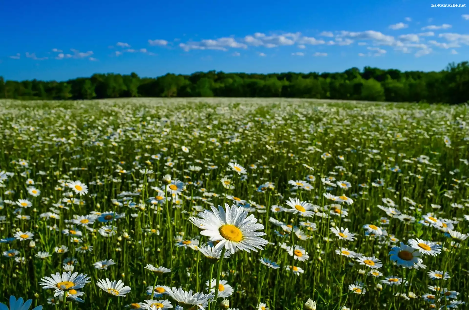 Margerytki, Łąka, Krajobraz