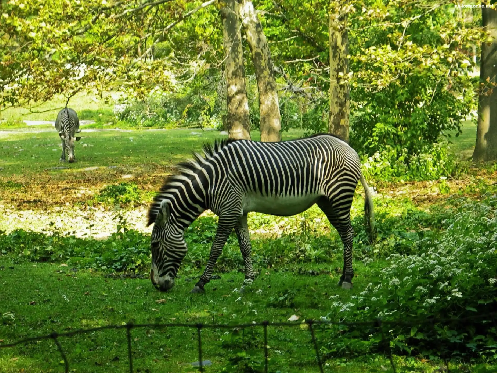 Zebry, Łąka, Drzewa