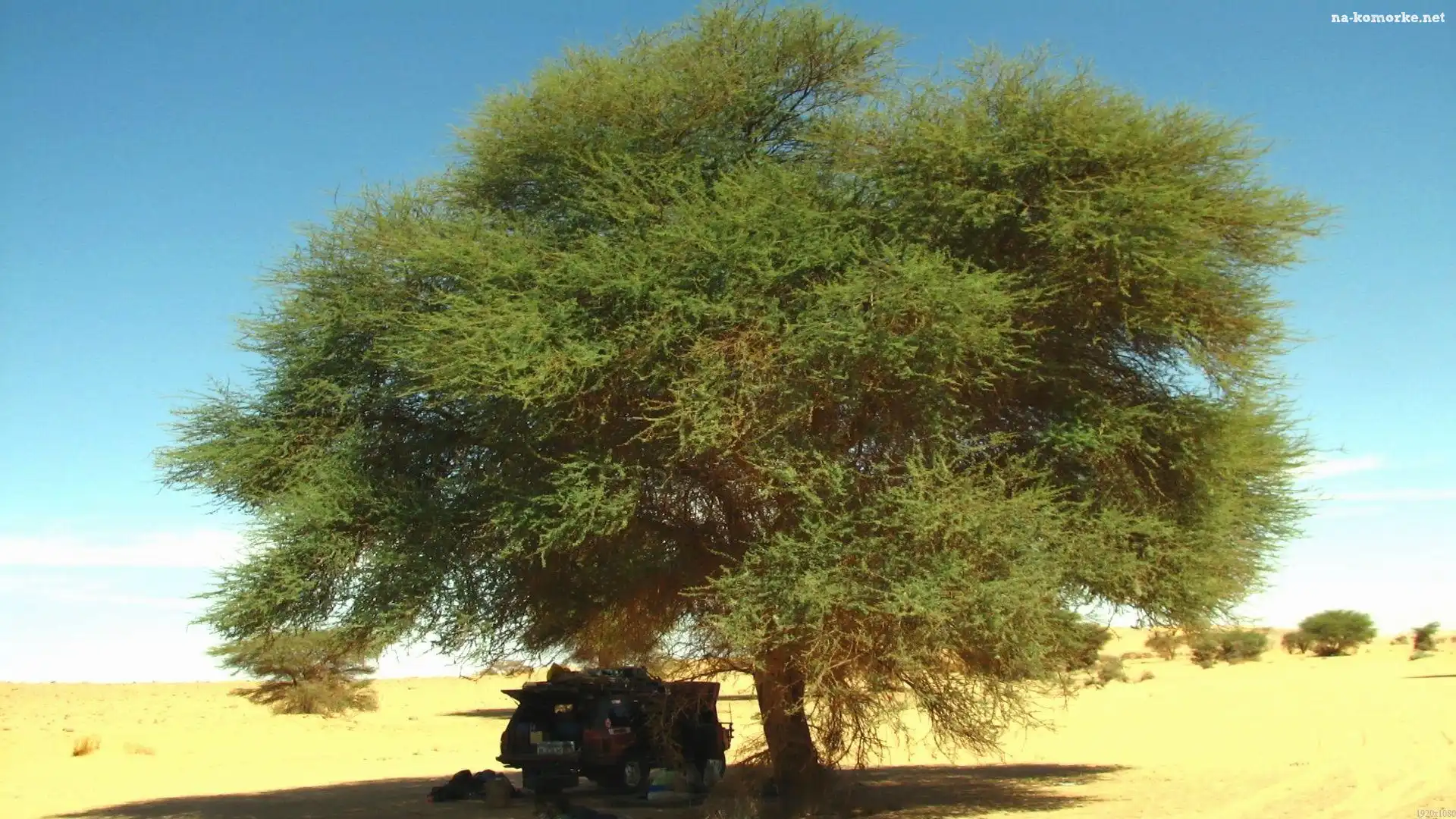 Sawanna, Akacja, Jeep