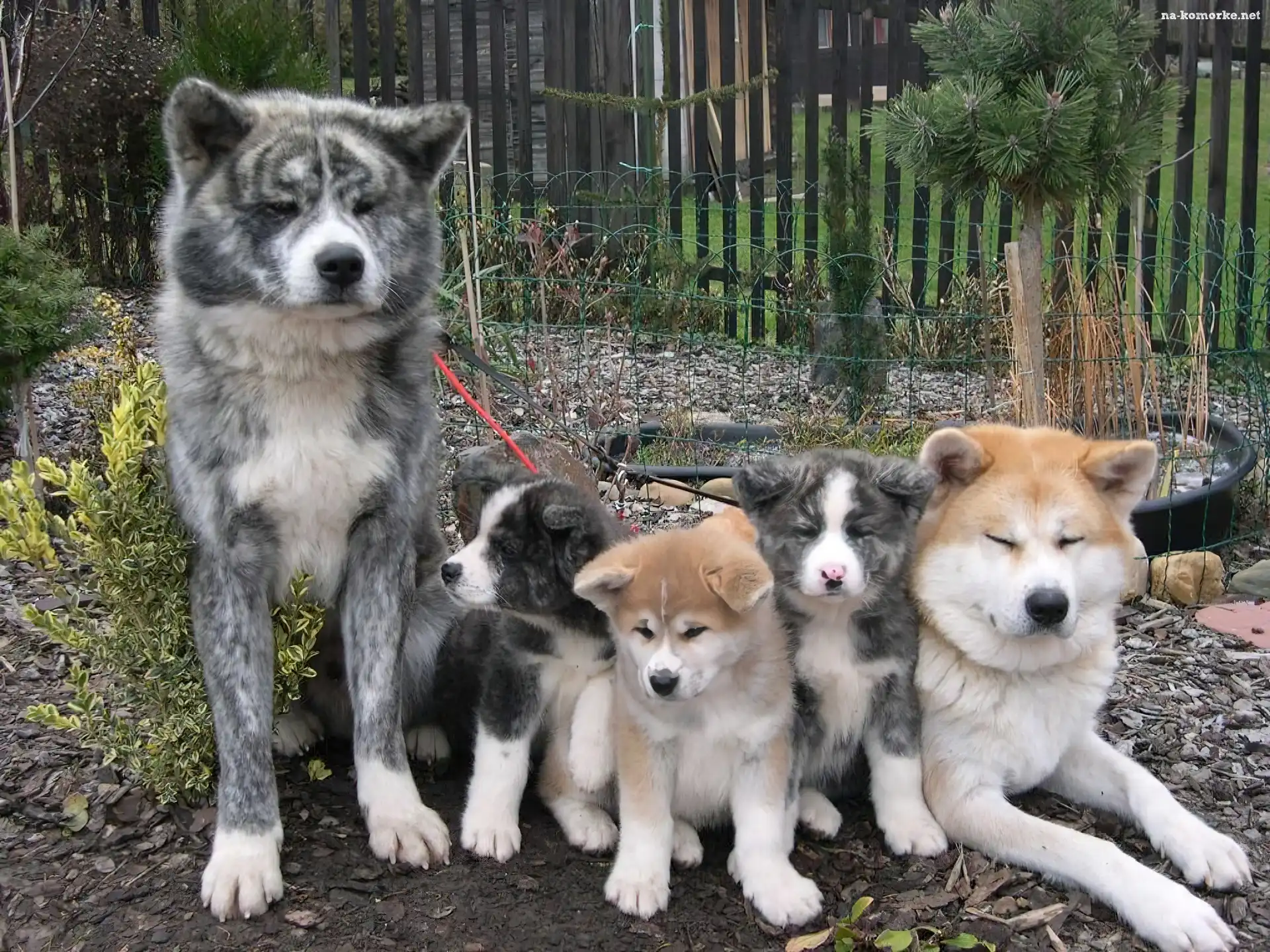 Akita, Rodzinka, Szczęśliwa, Psia