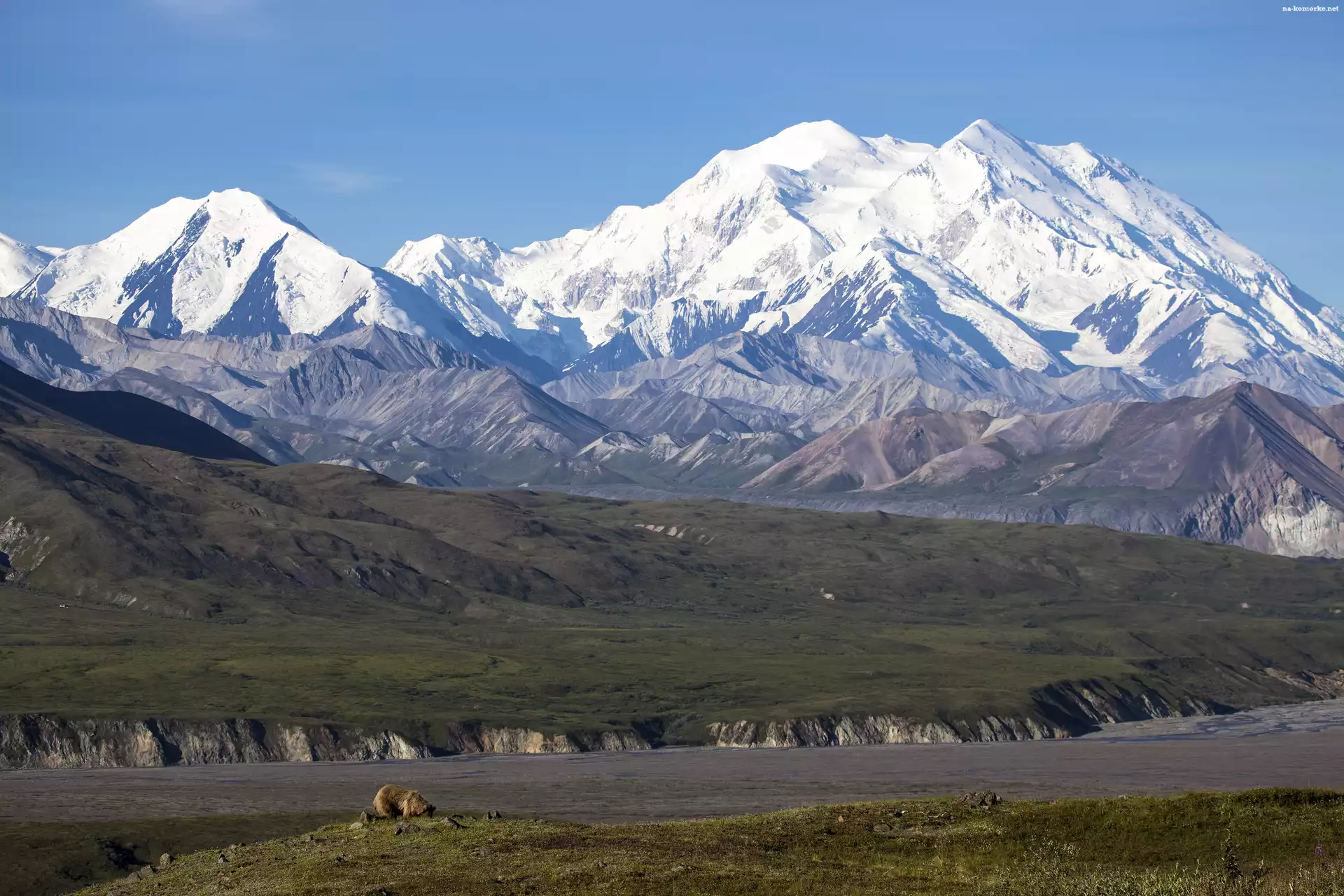 Kordyliery, Stan Alaska, Stany Zjednoczone, Góry Denali, Park Narodowy Denali, Niedźwiedzie