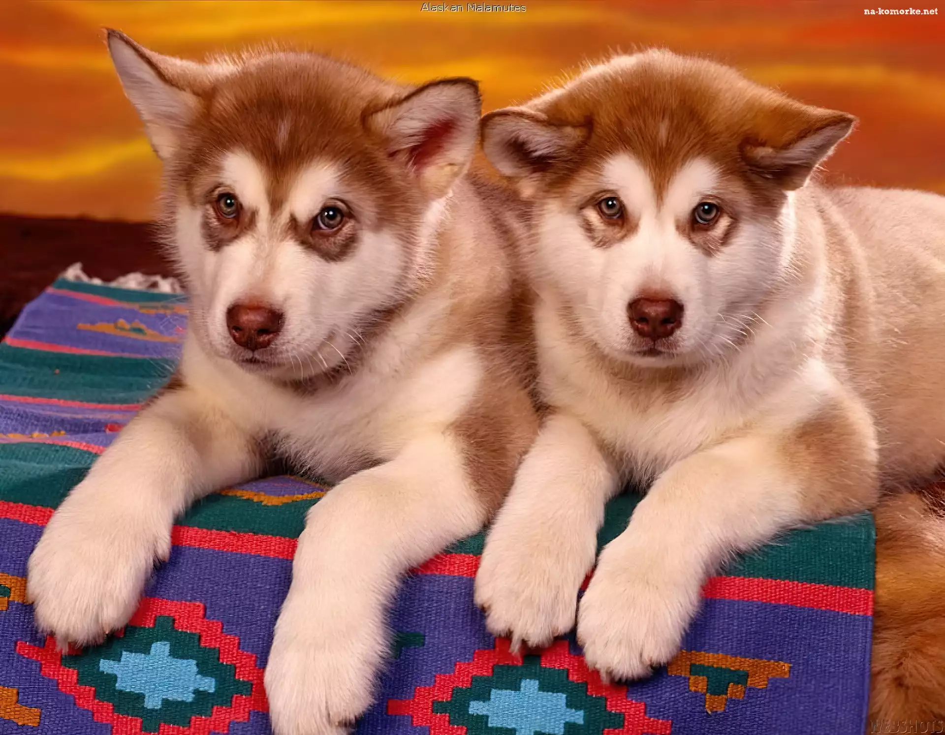 Szczeniaki, Alaskan Malamute