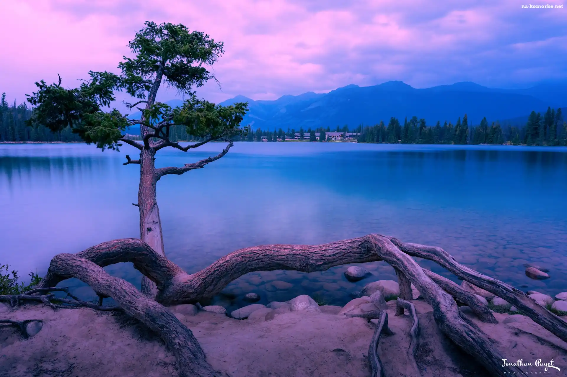 Alberta, Drzewo, Park Narodowy Jasper, Kanada, Maligne Lake, Jezioro