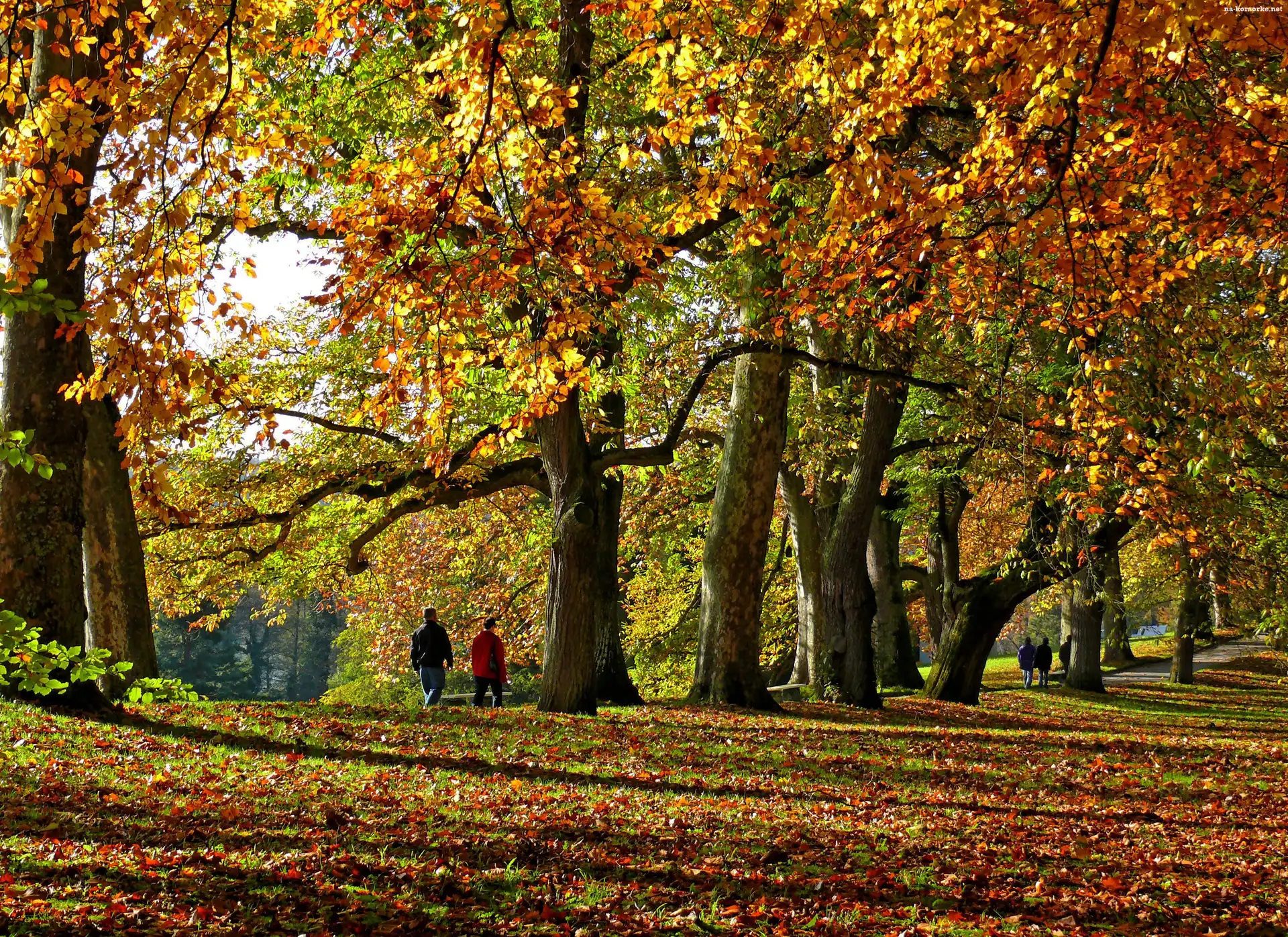 Aleja, Park, Jesień, Liście, Drzewa, Kolorowe