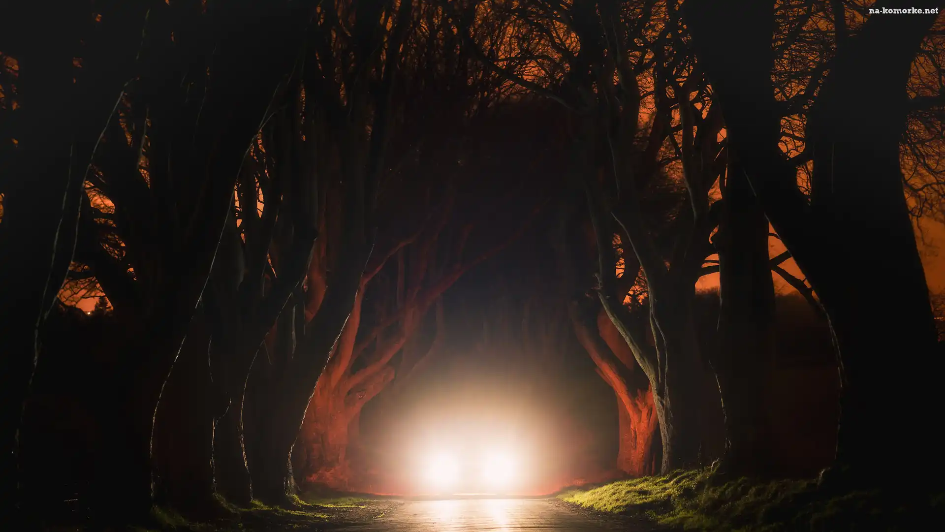 Światła, Noc, Aleja, Drzewa, Irlandia Północna, Droga, Hrabstwo Antrim, Buki, Dark Hedges
