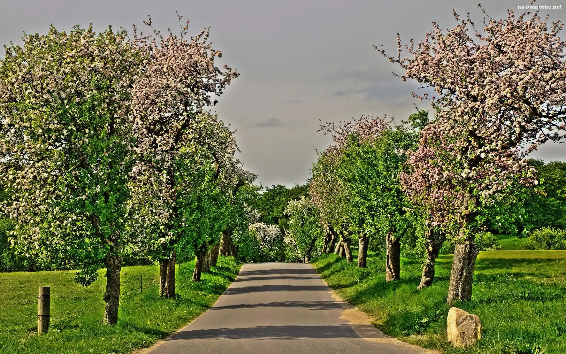 Aleja, Łąki, Kwitnących, Drzew
