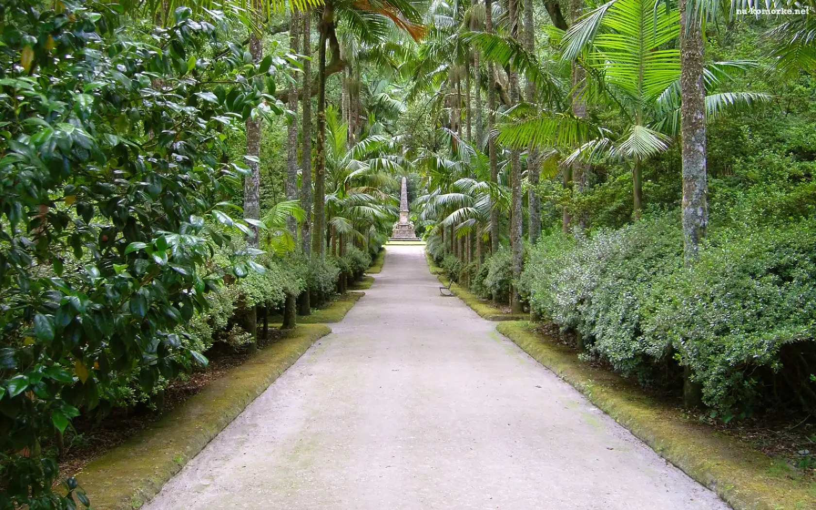 Aleja, Botaniczny, Palmy, Ogród