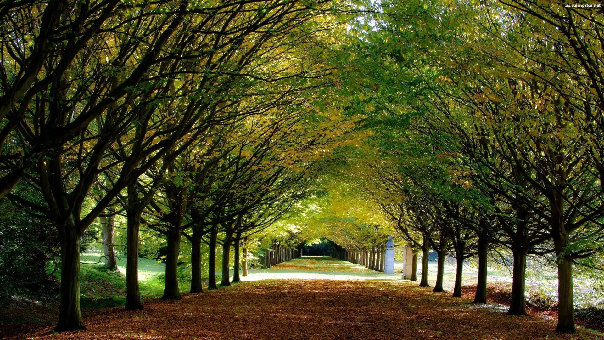 Park, Aleja, Drzewa
