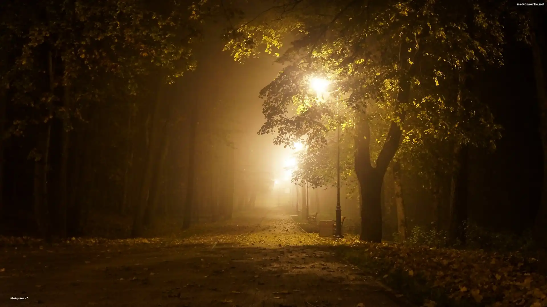 Alejka, Drzewa, Park, Mgła, Noc, Latarnie