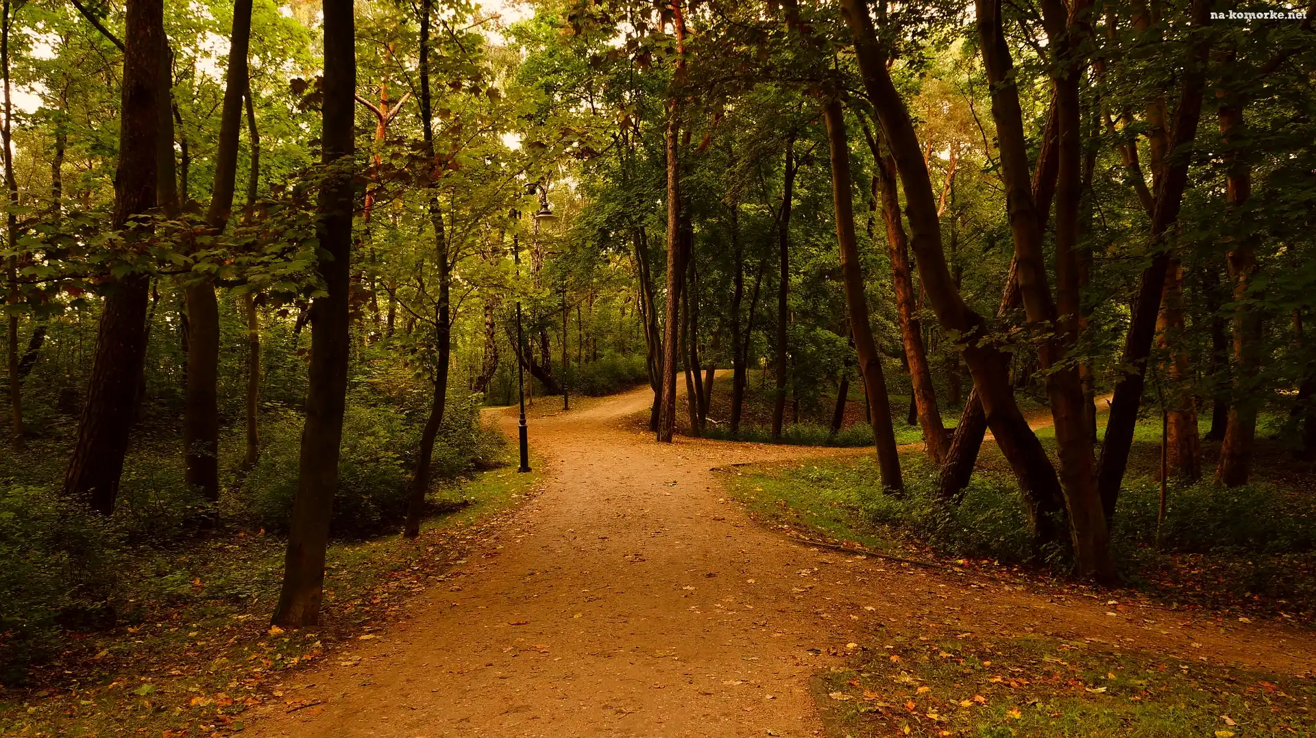 Drzewa, Polska, Gdańsk, Park Brzeźnieński im. J. J. Haffnera, Alejki