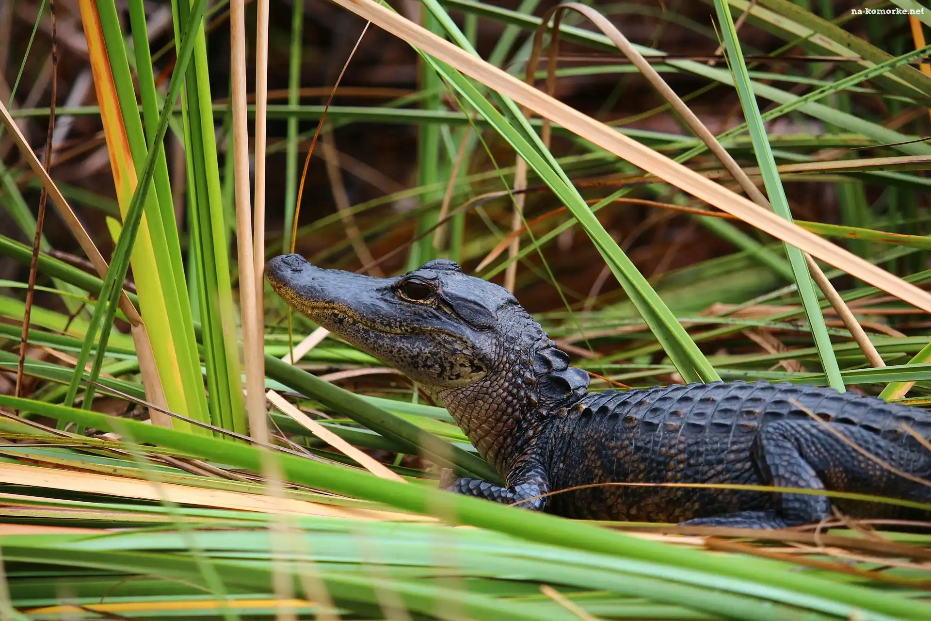 Malutki, Aligator, Trawa
