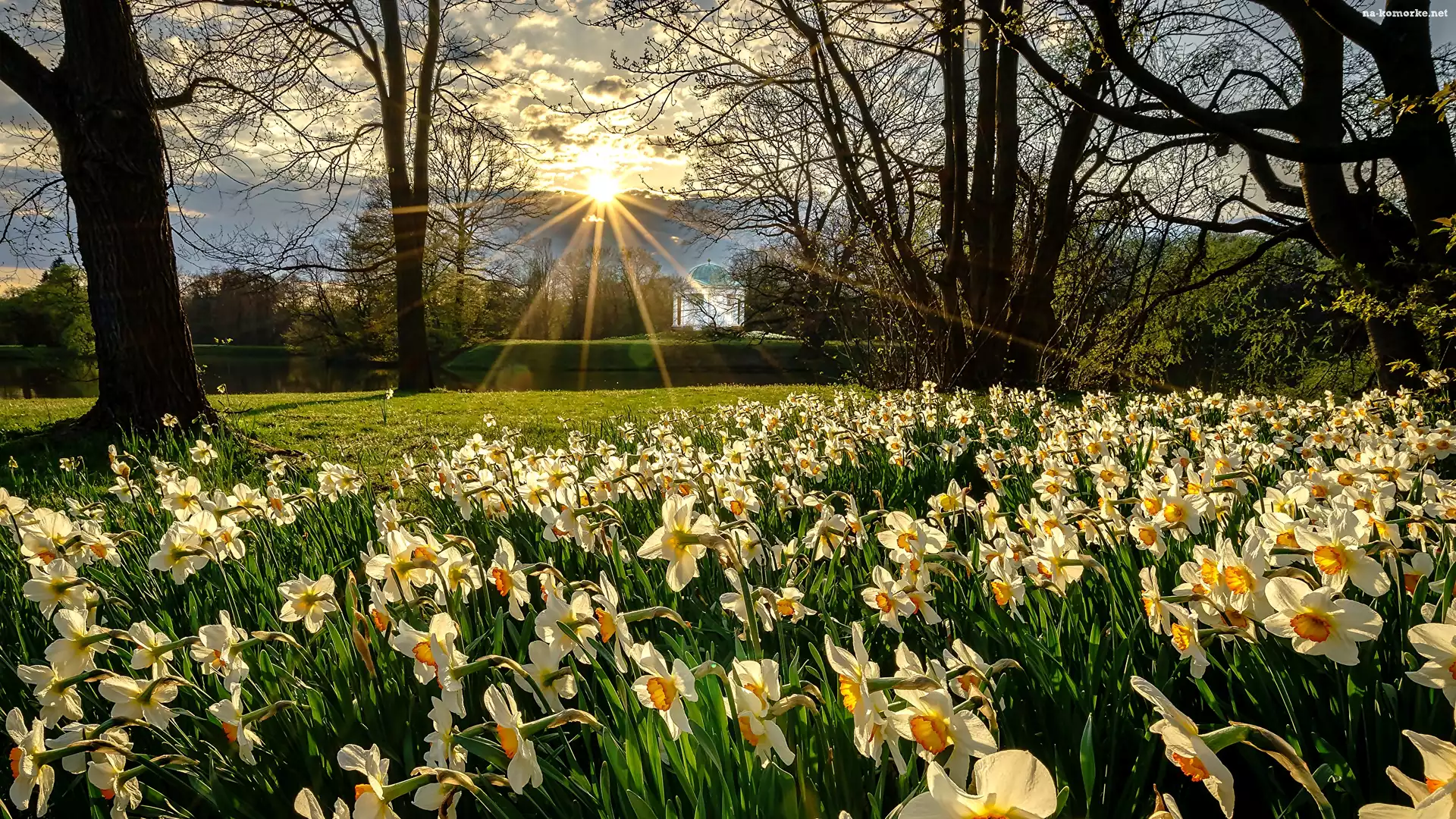Altana, Park, Narcyzy, Promienie słońca, Drzewa