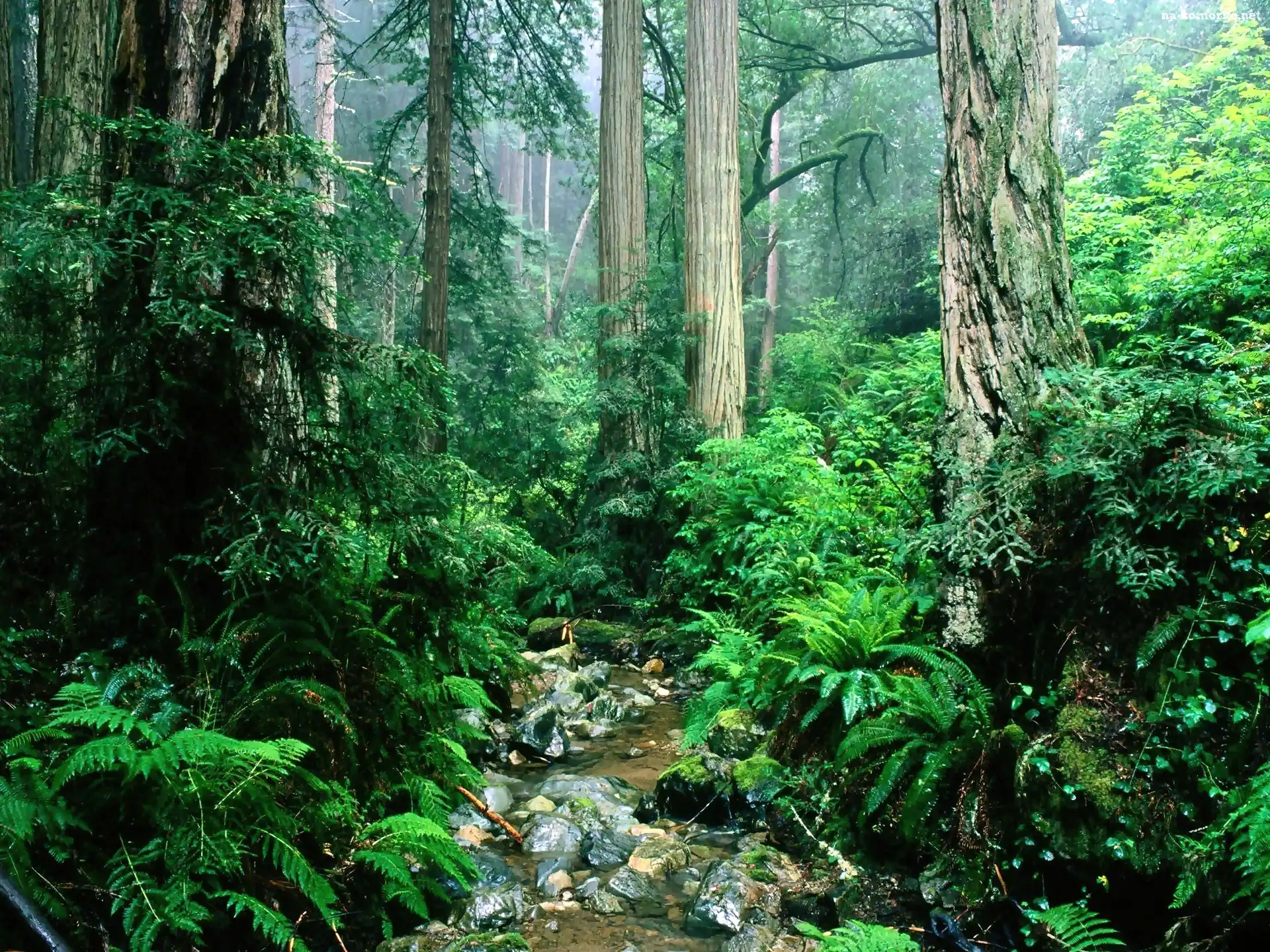 Amazonia, Kamienie, Dżungla, Strumyk