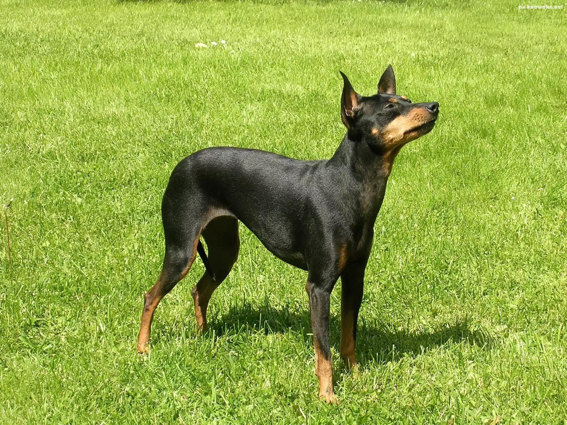 Angielski Toy Terrier, trawa, zielona