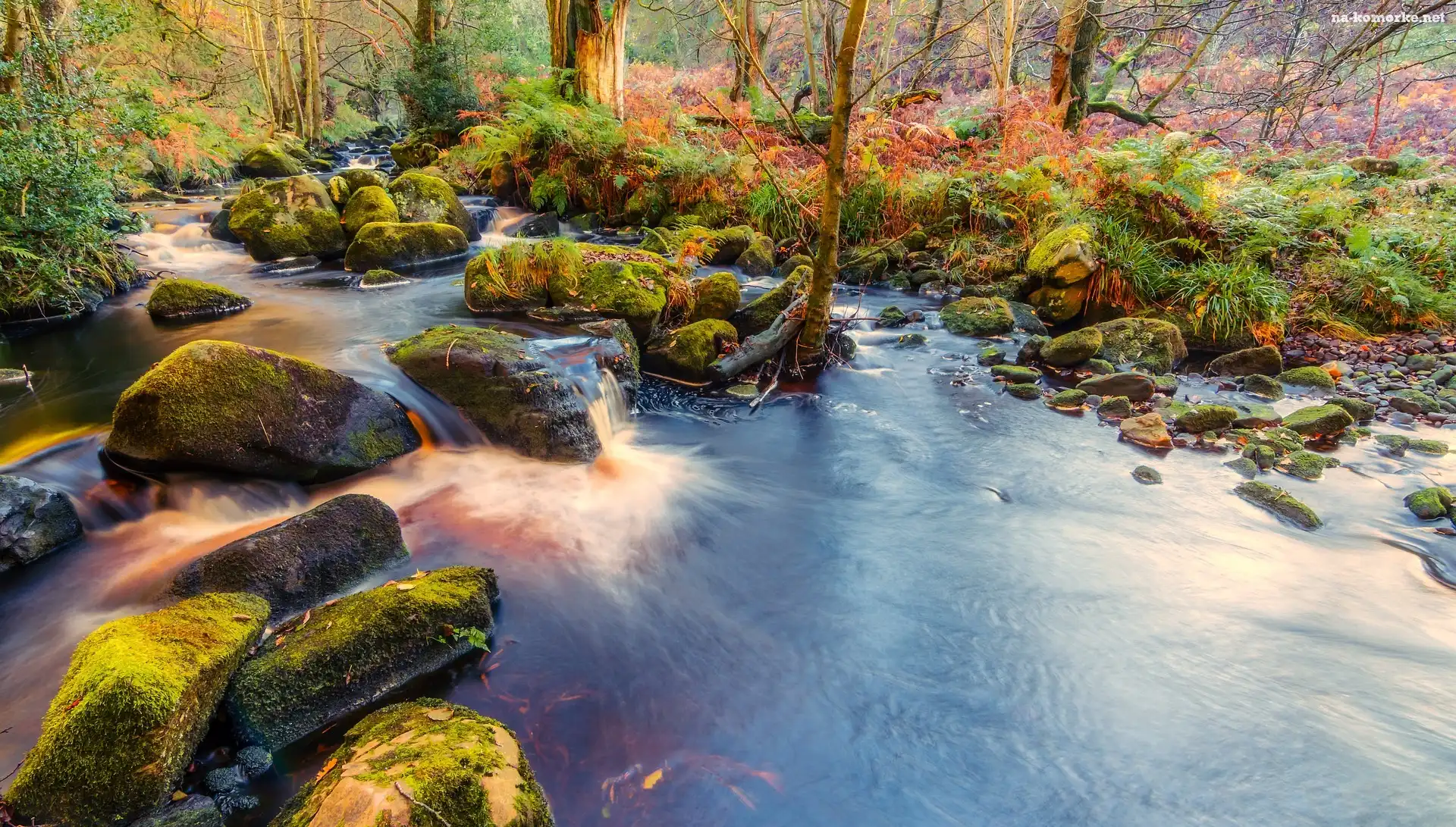 Anglia, Omszałe, Opactwo Bolton Abbey, Kamienie, Park Narodowy Yorkshire Dales, Las Valley of Desolation, Rzeka Wharfe, Drzewa