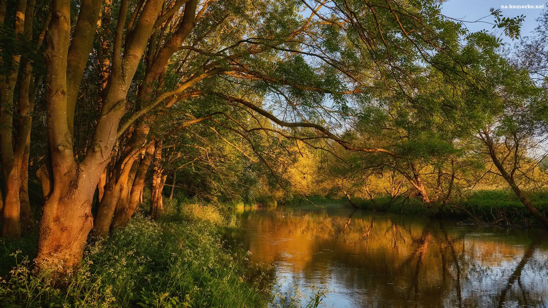 Rzeka, Drzewa, Hrabstwo Bedfordshire, River Great Ouse, Anglia