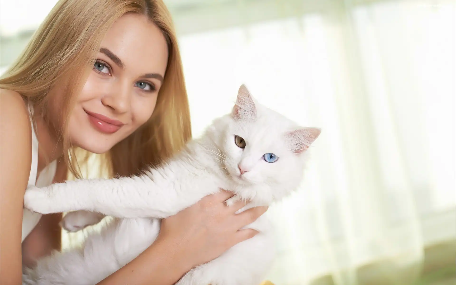 Angora turecka, Kobieta, Blondynka, Biały, Kot