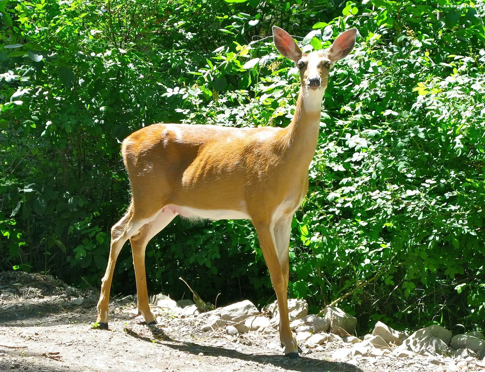 Łania, Krzaczki