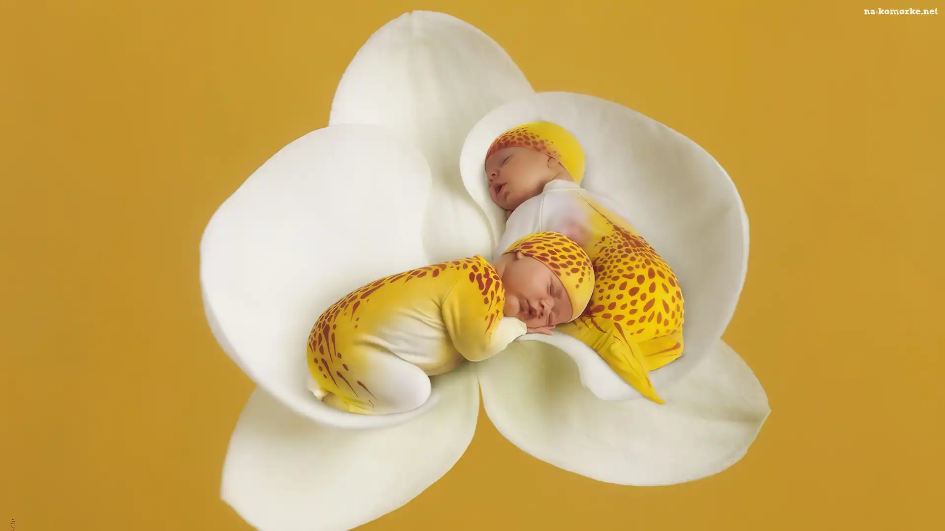 Anne Geddes, Dwa, Śpiace, Bliźniaki, Storczyk