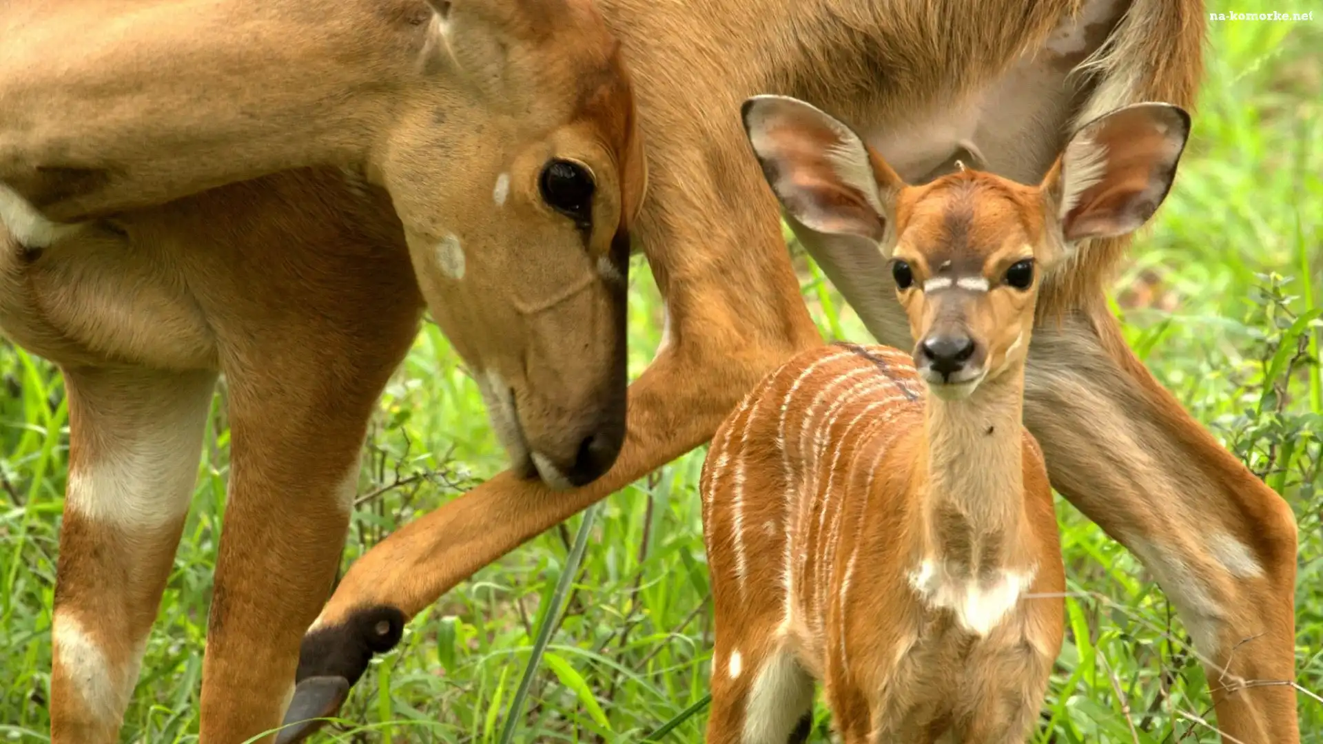 Antylopy, Bongo