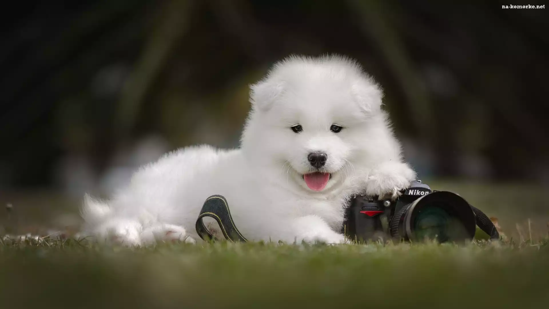 Szczeniak, Aparat fotograficzny, Pies, Samojed