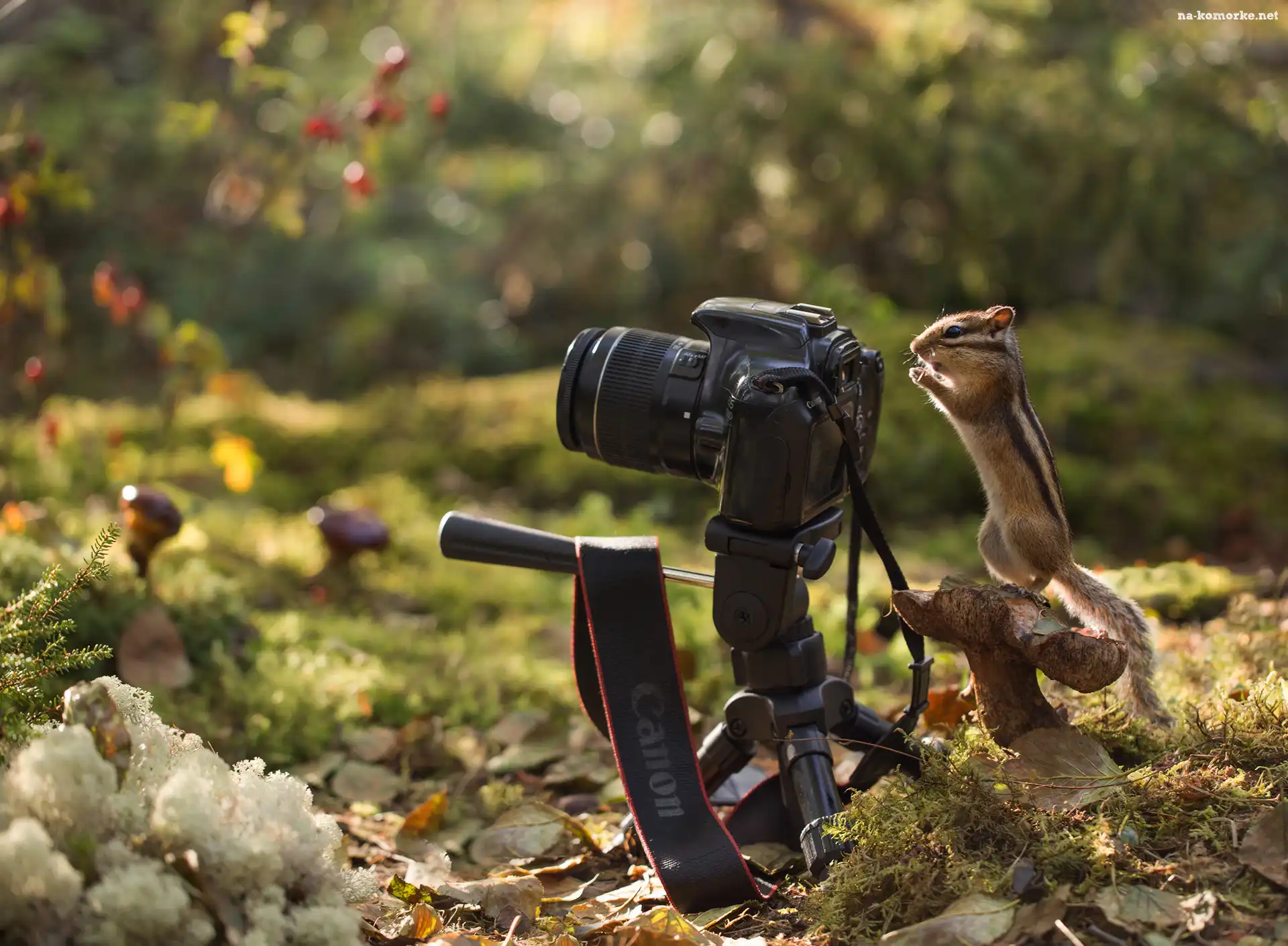 Aparat fotograficzny, Grzyb, Pręgowiec, Chipmunk