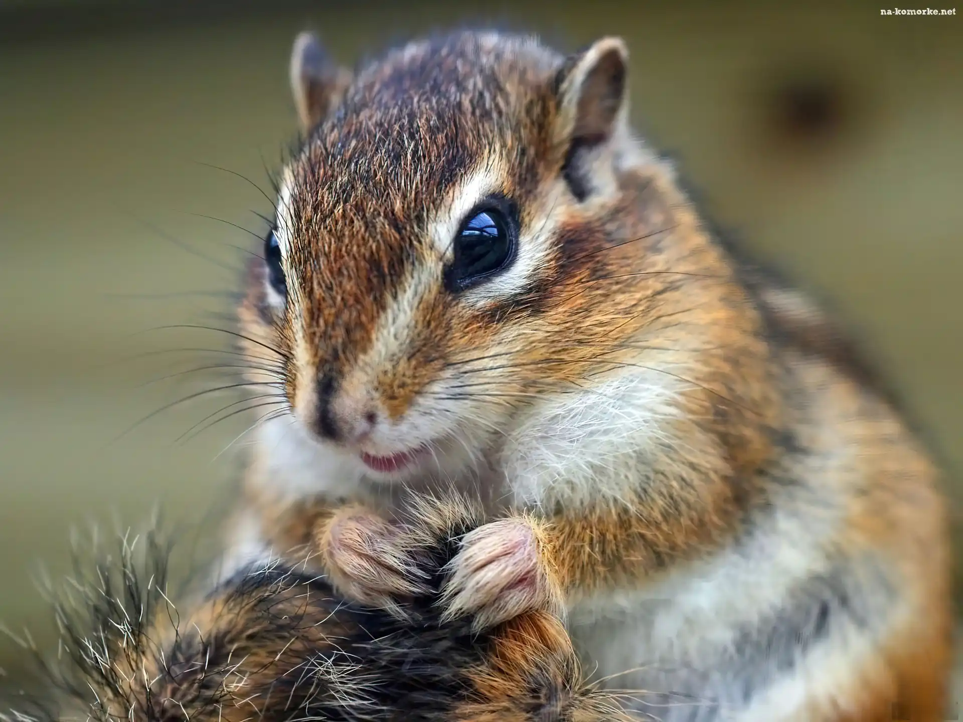 Chipmunk, Łapki, Trawa