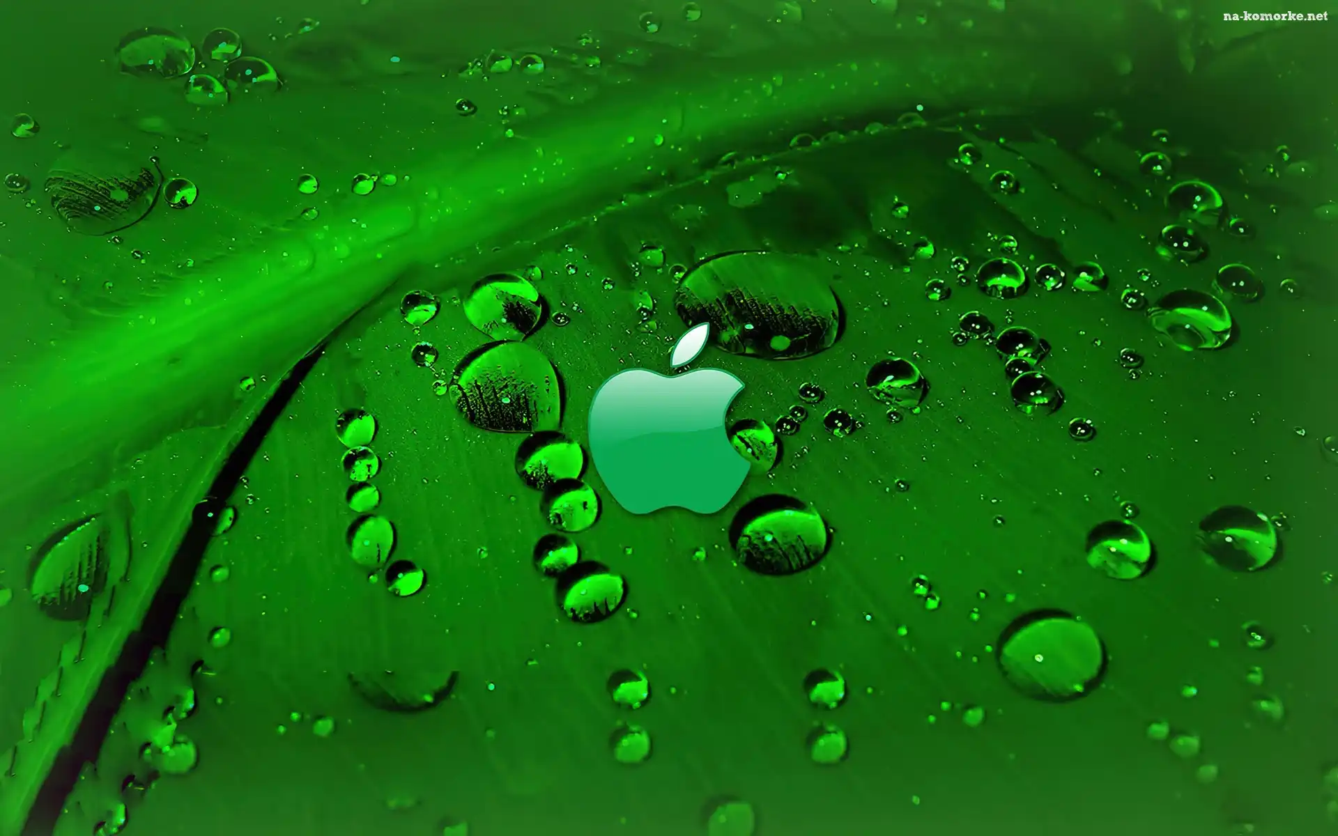 Apple, Zielony, Liść, Rosa, Logo
