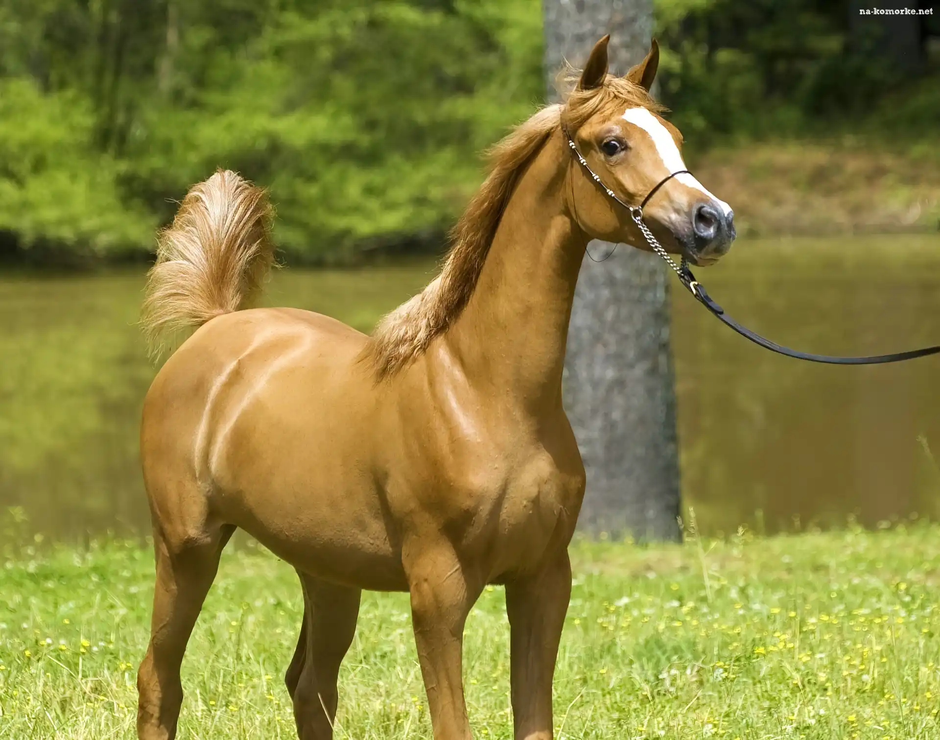Koń, Arab, Natura