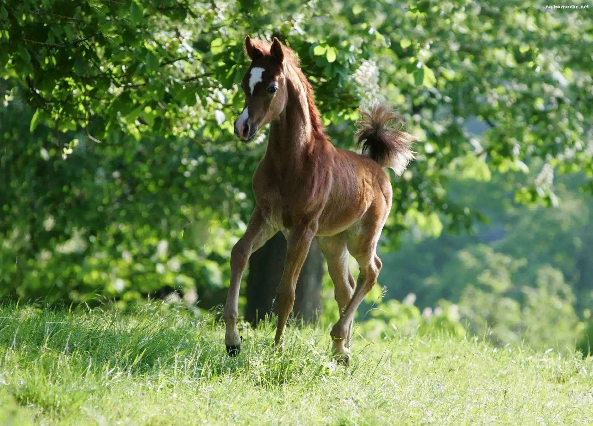 Źrebak, Arab, Zieleń