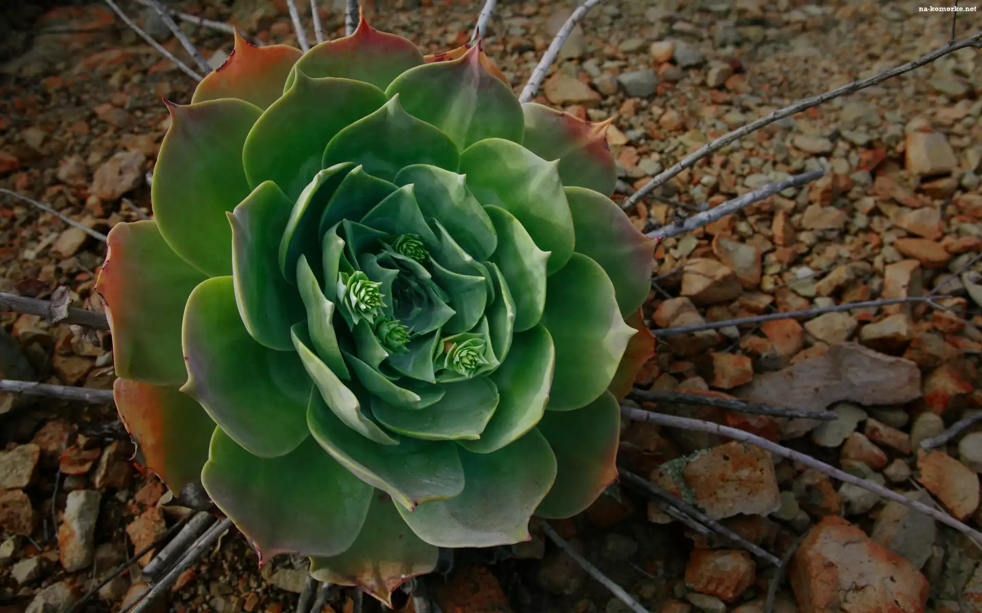 Artichoke, Warzywo