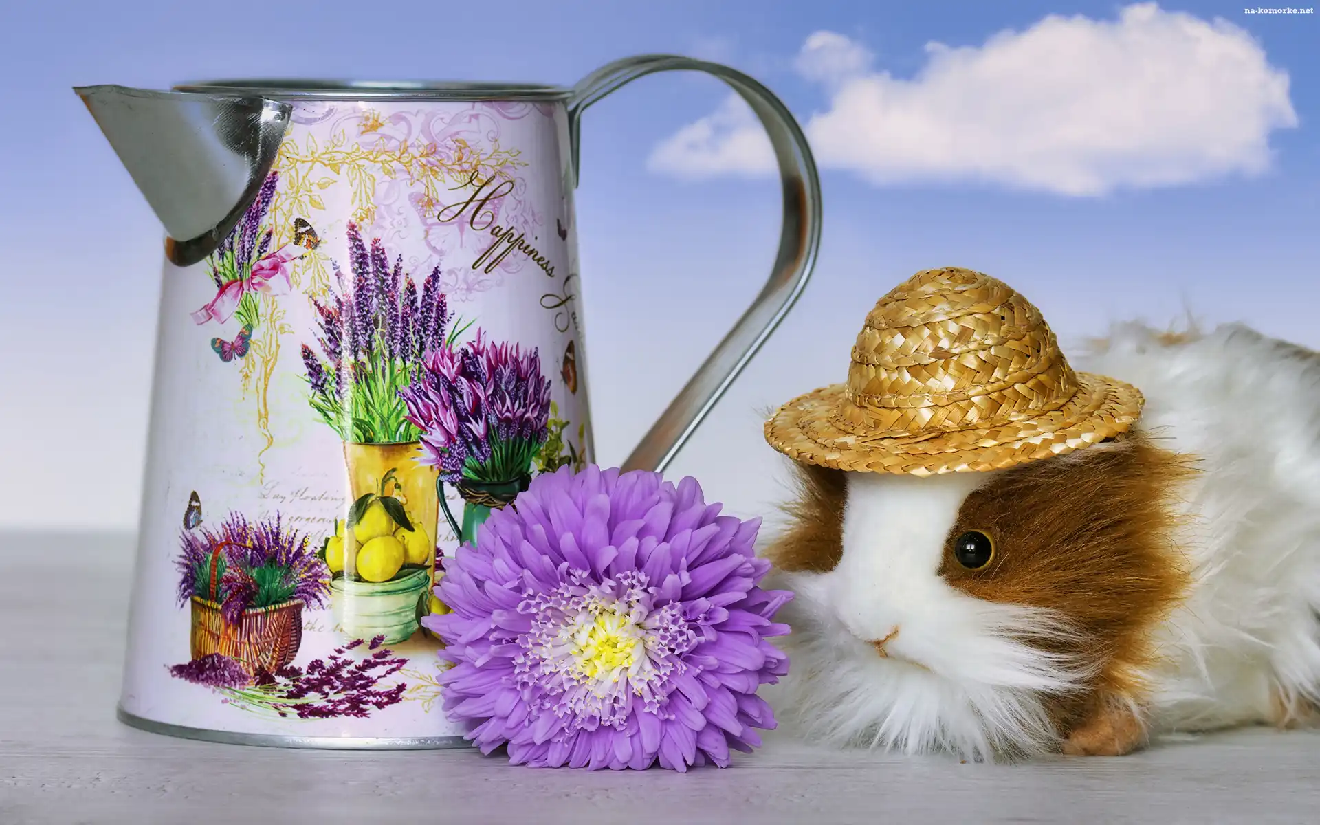 Aster, Świnka morska, Kapelusz, Dzbanek, Kwiat