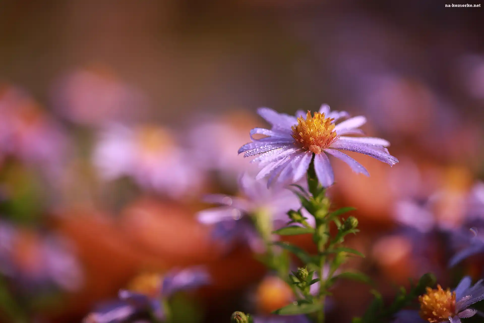 Fioletowy, Kwiat, Zroszony, Aster