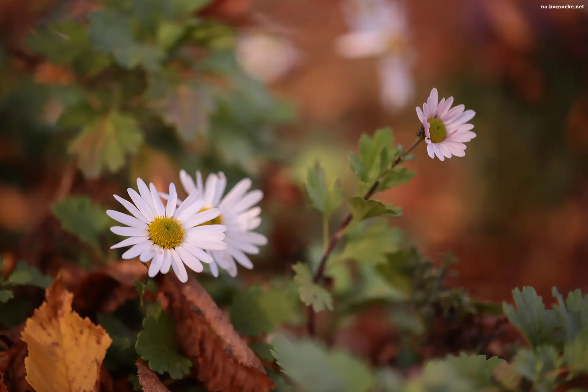 Aster, Kwiat, Jesienny