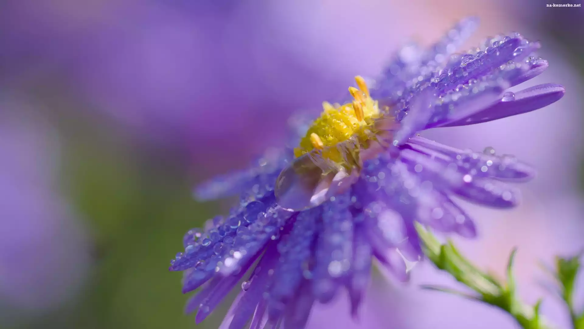 Fioletowy, Aster, Krople, Kwiat, Makro