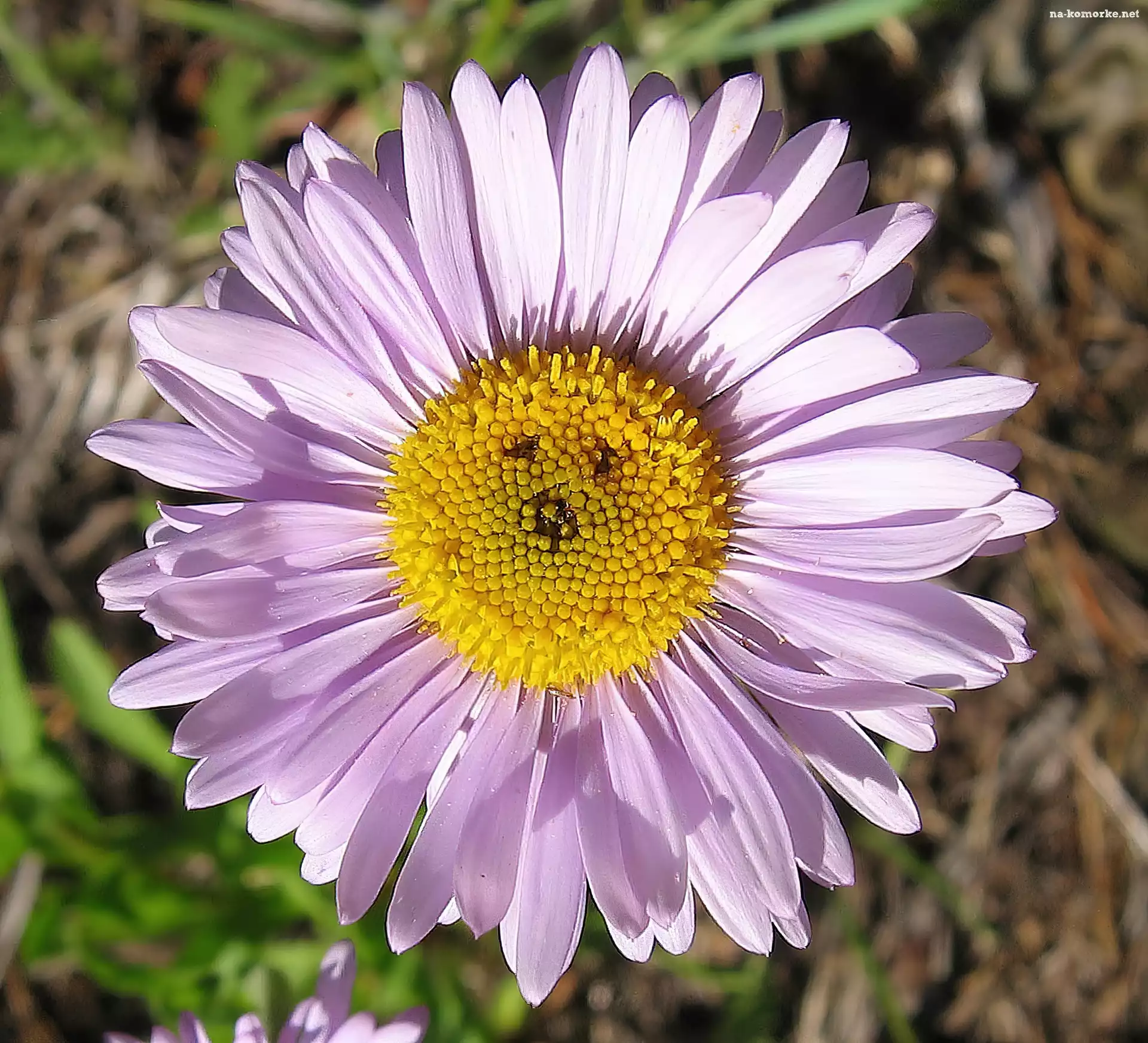 Aster, Rurkowate, Żółte, Kwiaty