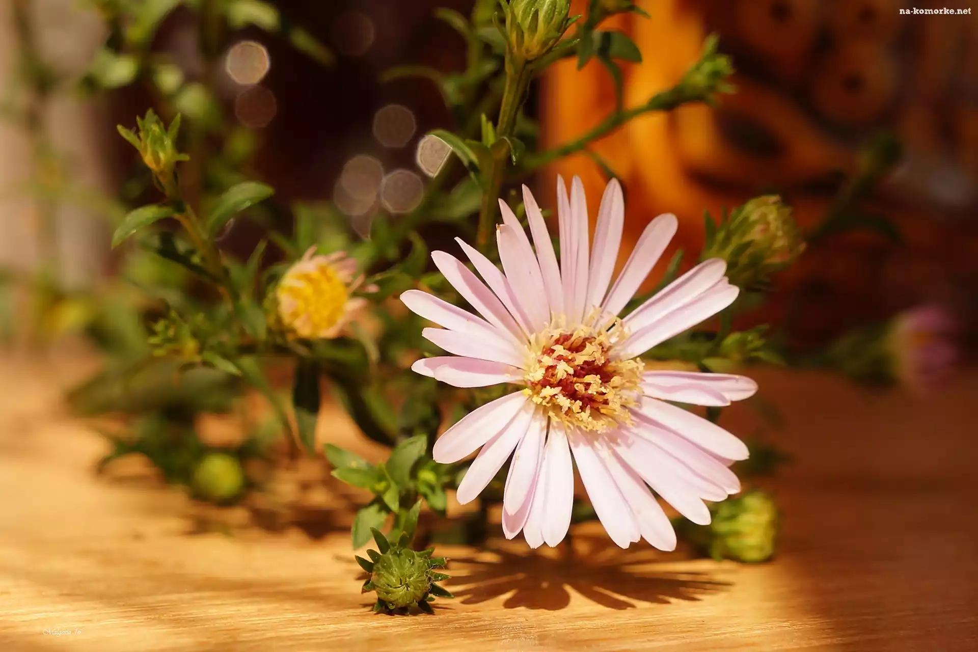 Aster, PÄ…ki