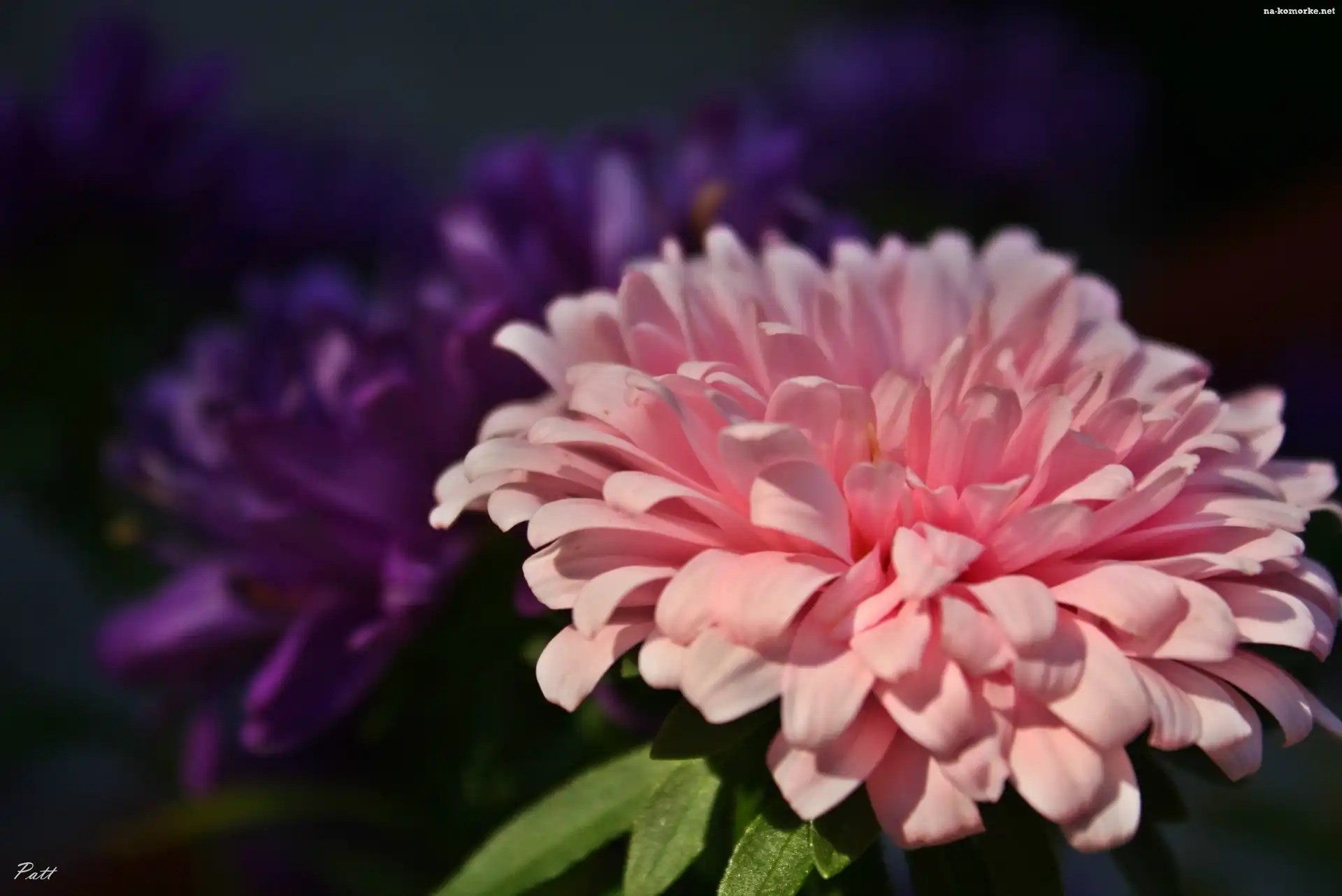 Różowy, Aster, Kwiat