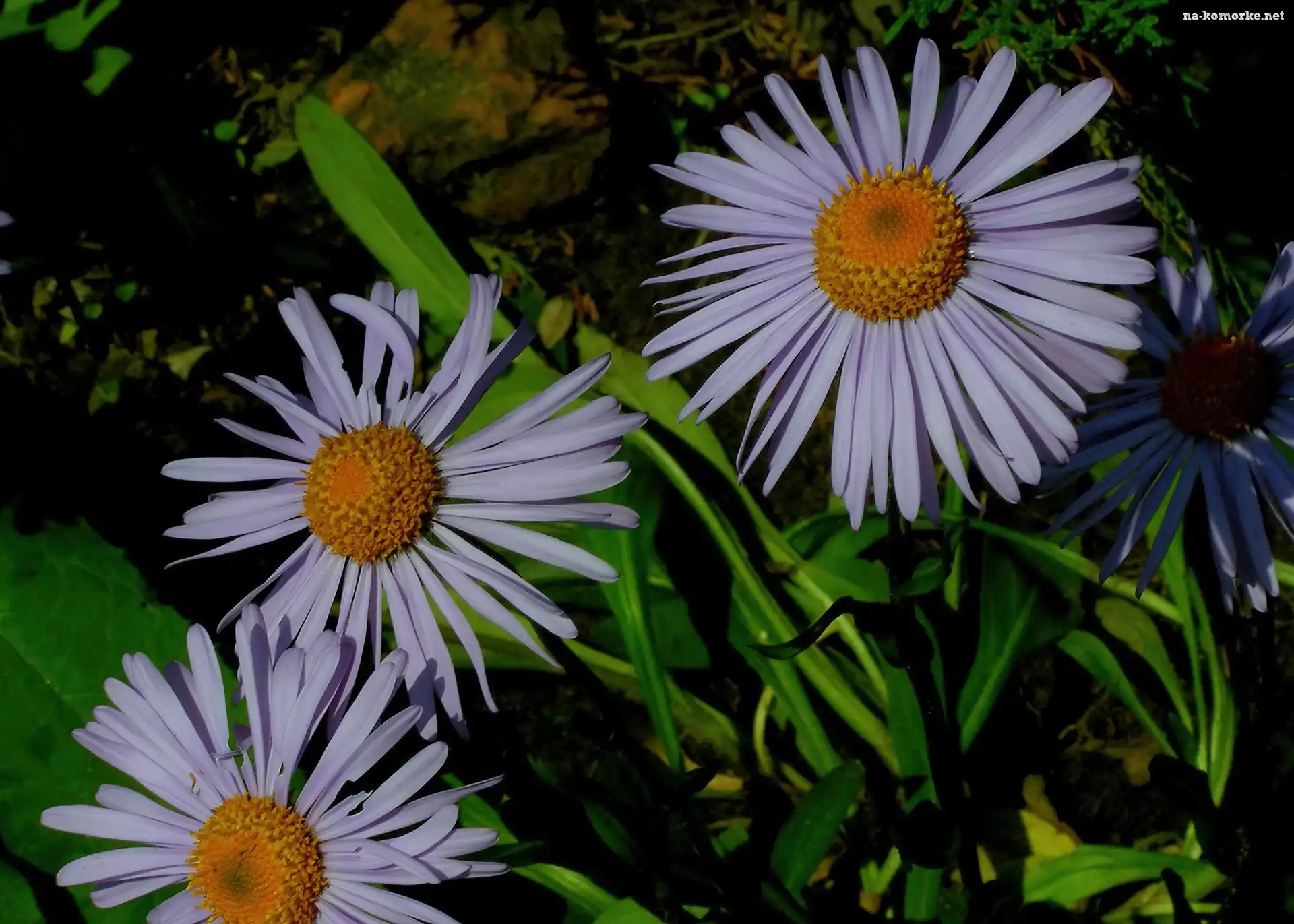 Aster alpejski, Zielone, Liście