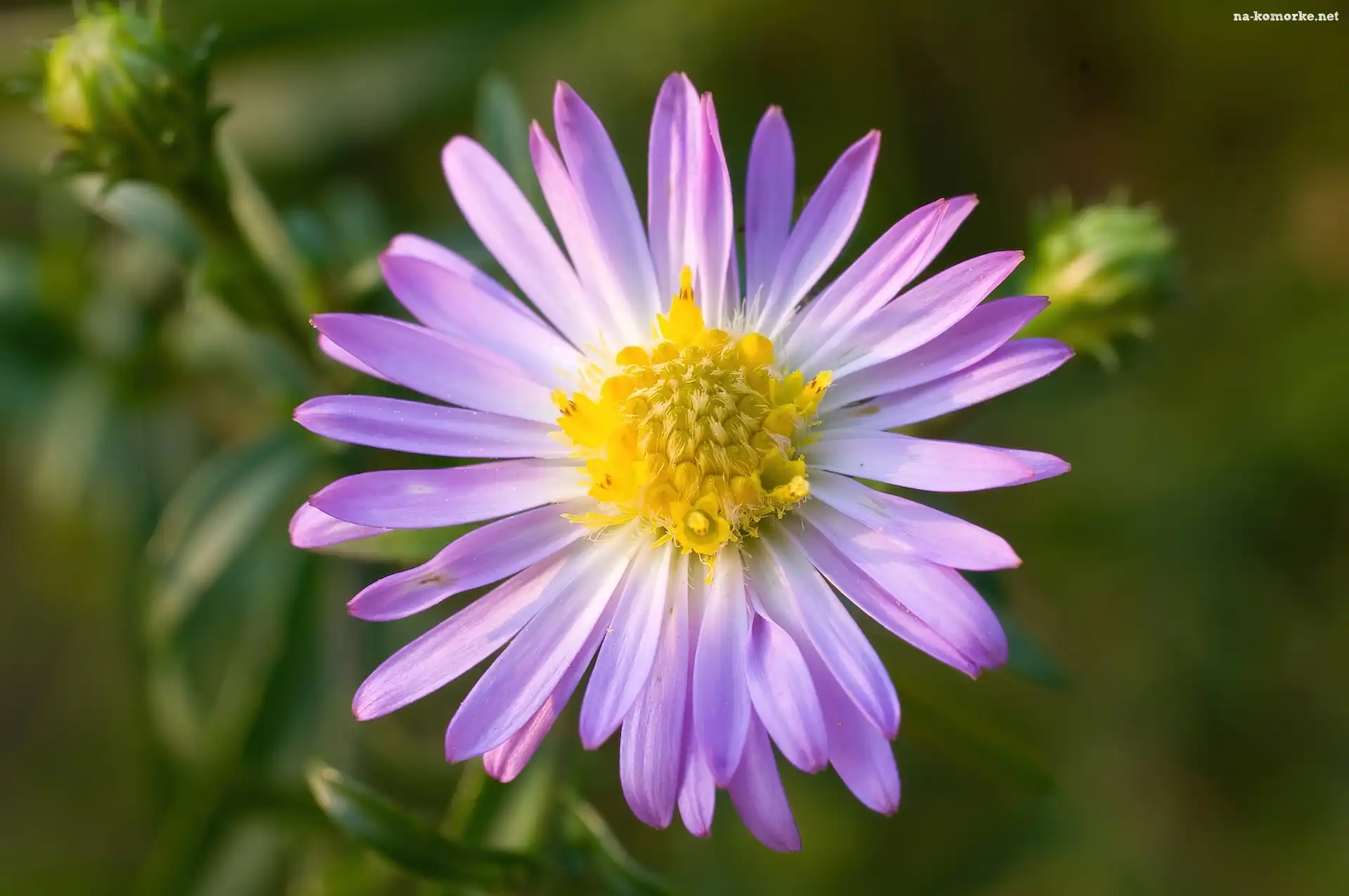 Aster