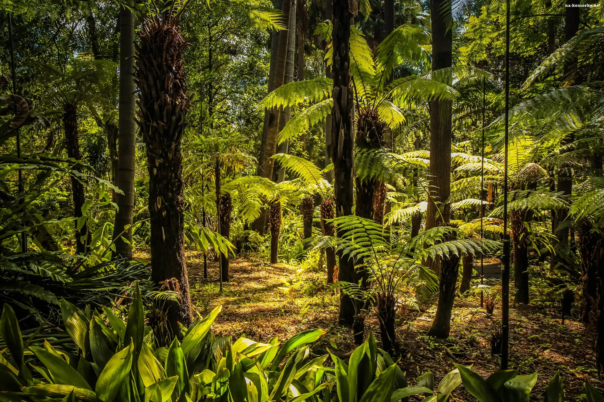 Australia, Park, Melbourne, Royal Botanic Gardens