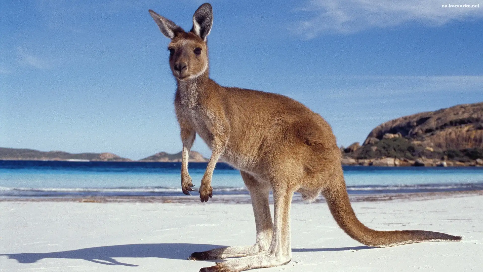Australia, Kangur, Morze, Plaża, Góry