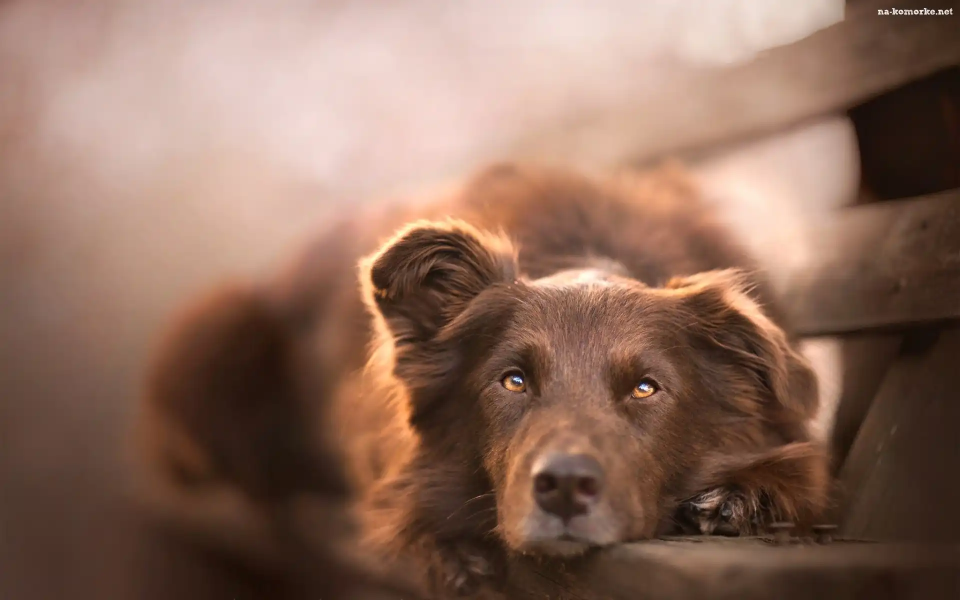 Owczarek australijski-australian shepherd