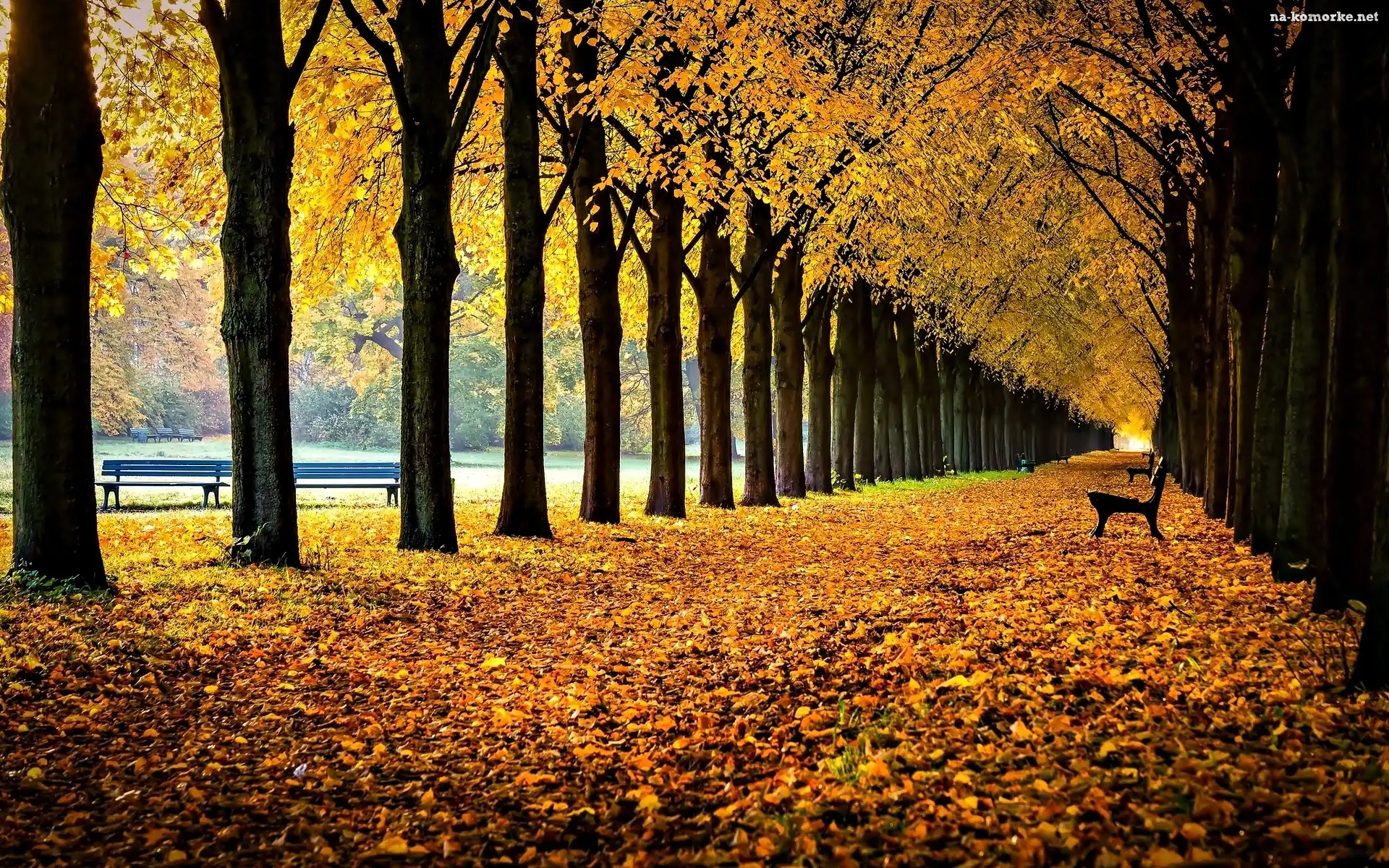 Ławki, Park, Jesień, Drzewa, Aleja, Liście