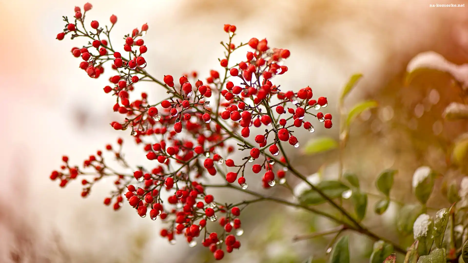 Niebiański bambus, Krzew, Gałązka, Rozmycie, Nandina, Krople