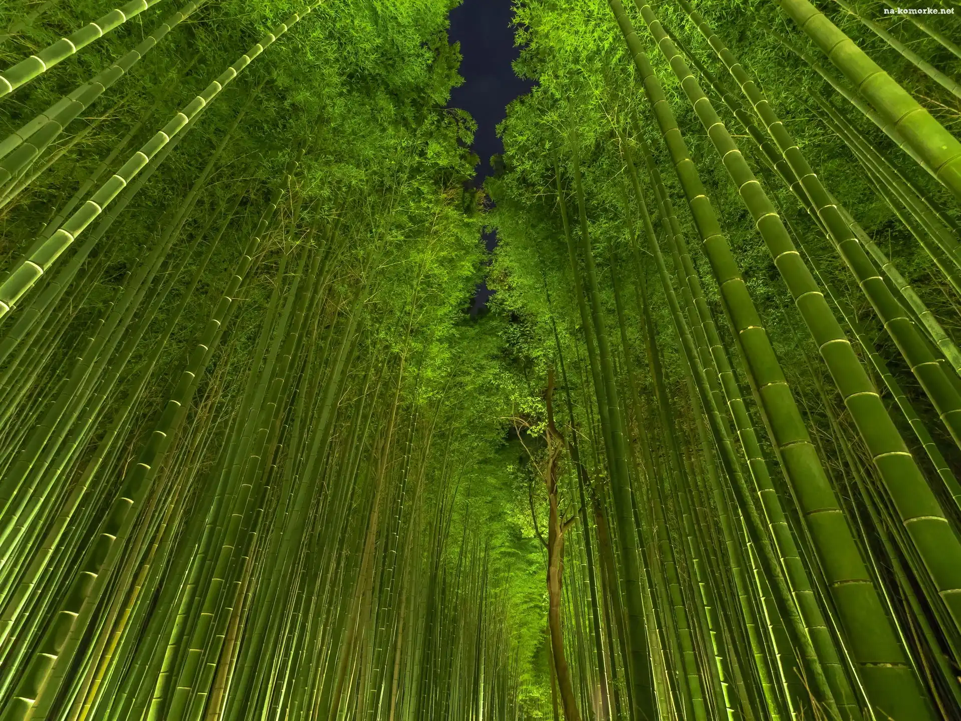 Bambusowy, Noc, Las, Niebo