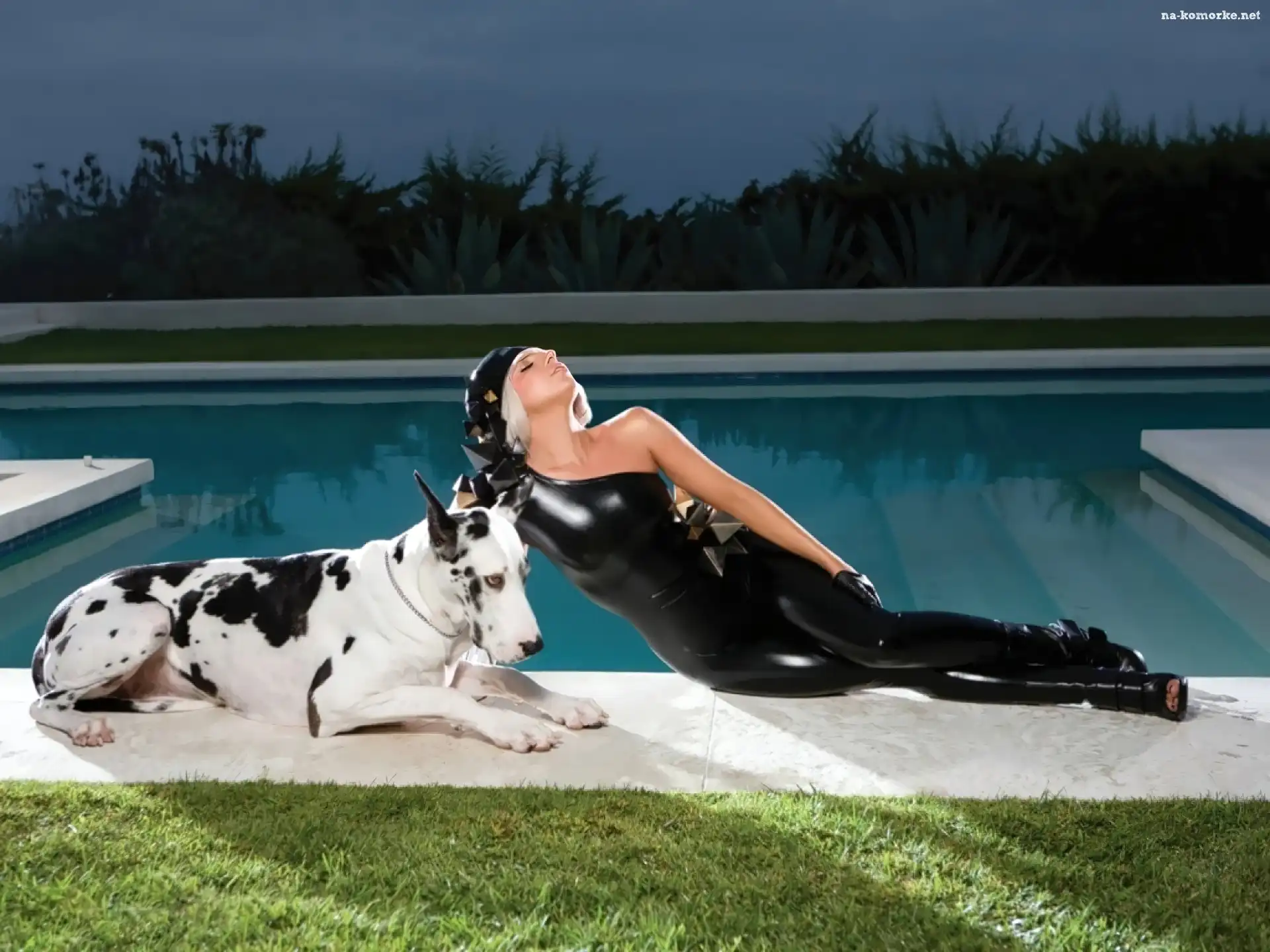 Basen, Lady, Gaga, Pies, Dog